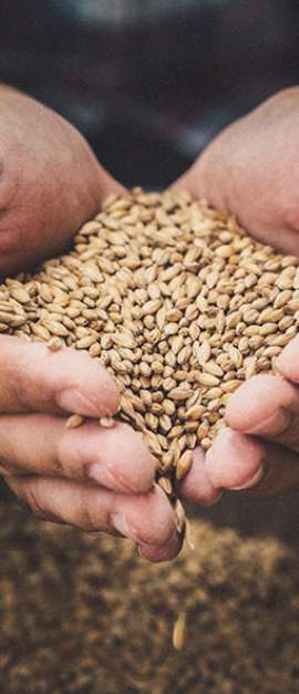 Farmer holding grains